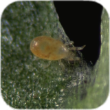 Amblyseius californicus